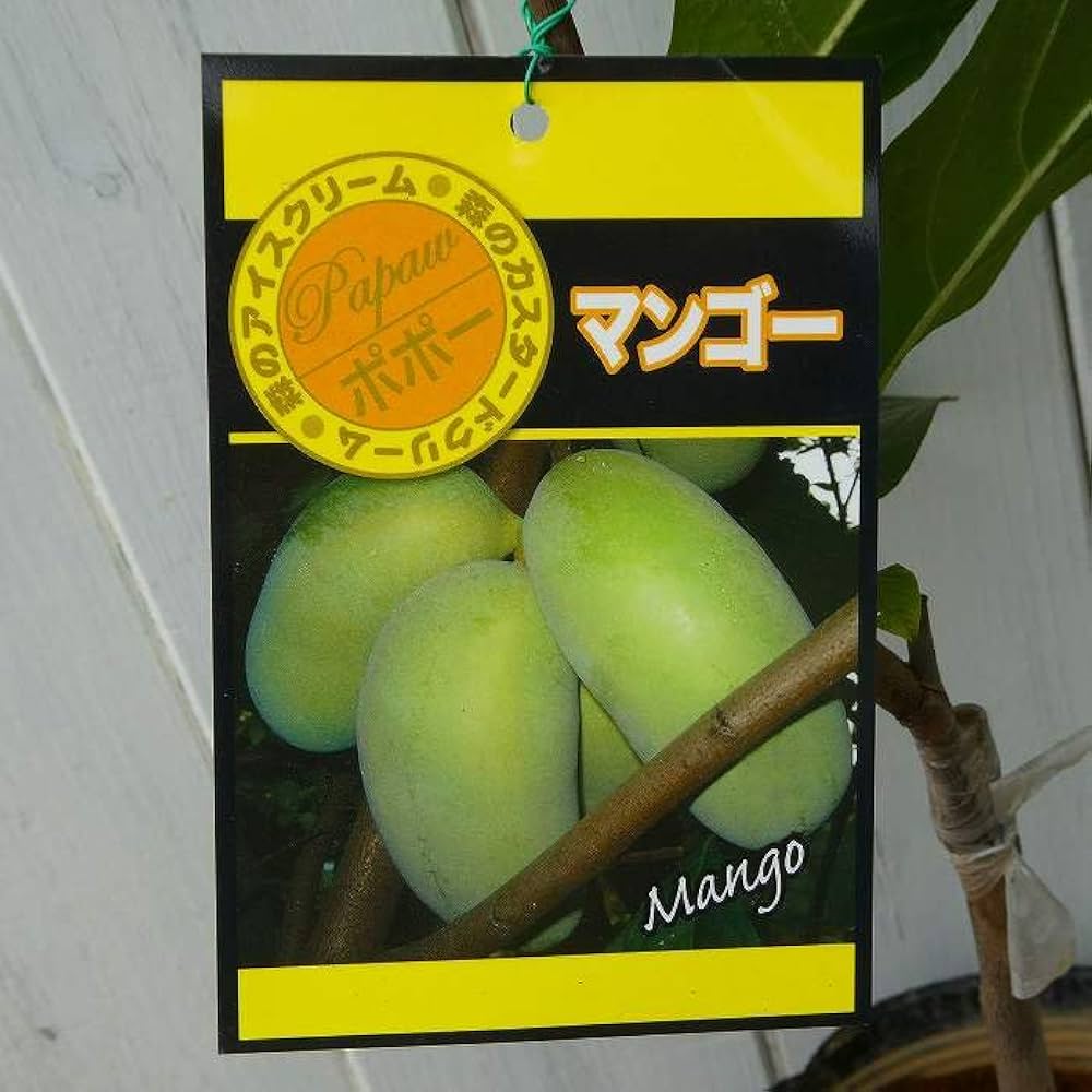 ①パールマンゴー苗　　特選接木苗 ①パールマンゴー苗 特選接木苗